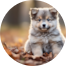 Mini Pomskydoodle Puppies For Sale - Simply Southern Pups